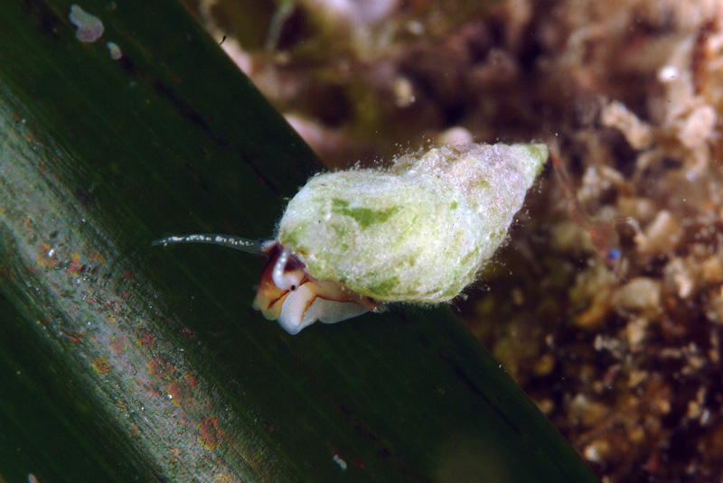 Seconda lezione: la prateria a Posidonia oceanica